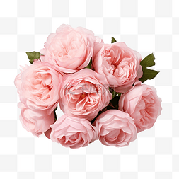 美丽的一簇柔和的粉红色花园玫瑰