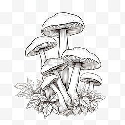 蘑菇插画线条艺术png