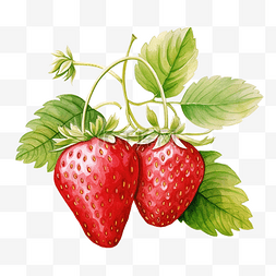 草莓绿叶插画彩画