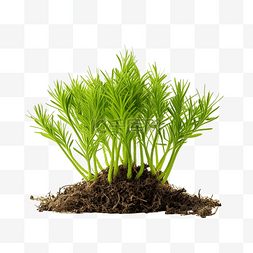 绿色植物发芽图片_新鲜发芽的松芽
