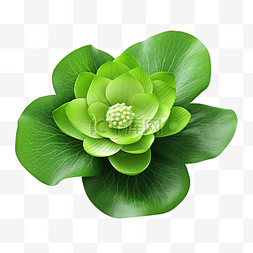 荷叶绿色背景图片_绿色荷叶与花