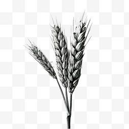 小麦穗黑色和白色
