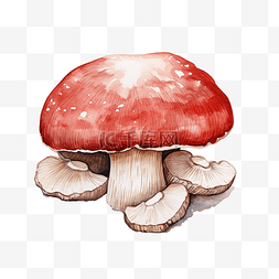 爱盐的蘑菇水彩插图