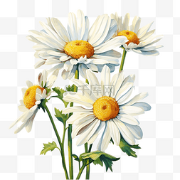 微小植物图片_白色雏菊可爱小孩风格油画