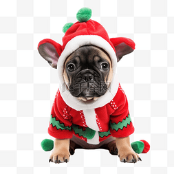 可爱卡通狗狗系列图片_圣诞服装系列中可爱的法国斗牛犬
