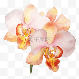 抽象兰花图片_兰花的花水彩透明度