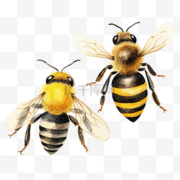 水彩蜜蜂剪贴画