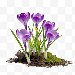 番红花花束图片_番红花花 第一个春天盛开的紫色