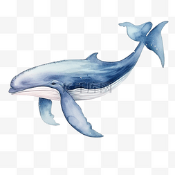 鯨图片_水彩鲸鱼海洋动物剪贴画