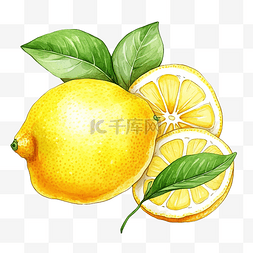 水果蔬菜插画图片_柠檬插画彩色画