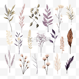 一组干植物叶和花元素插图