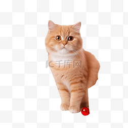 戴着红色针织围巾的姜黄色英国猫