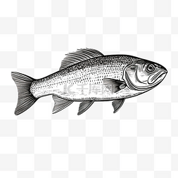 卡通画水彩图片_欧洲白鱼或 coregonus lavaretus 鱼德国