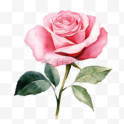 一朵绽放的玫瑰图片_一朵粉红玫瑰水彩插图