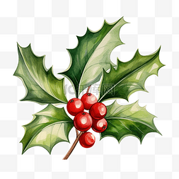 符手绘图片_冬青树枝一手拉水彩矢量插图圣诞