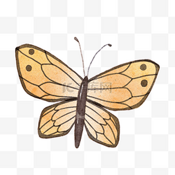 可爱昆虫插画图片_黄色可爱蝴蝶