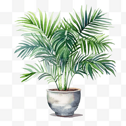 植物内部图片_水彩家居装饰棕榈植物带盆