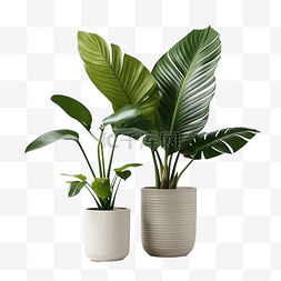 热带叶和盆栽植物
