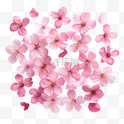 粉红色的樱花花瓣