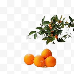 窗边白色的圣诞橙子和橘子