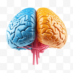 生物神经元图片_人脑有两种颜色