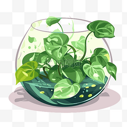 有水的图片_绿萝剪贴画植物，根在一个透明的