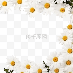 美丽的最小白色洋甘菊花方形框架