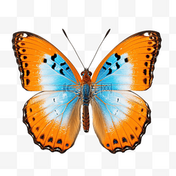 蓝色翅膀的橙色蝴蝶