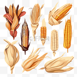 不同种类的叶子图片_玉米殼 向量