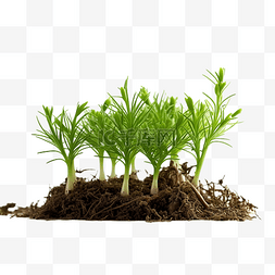 绿色植物的生长图片_新鲜发芽的松芽