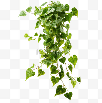 攀爬图片素材藤蔓植物攀爬png文件