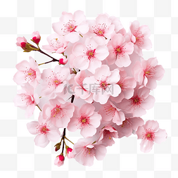 粉粉色背景图片_樱花 樱花花