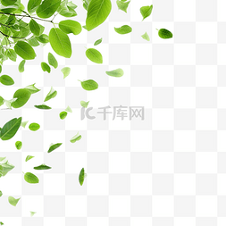 绿叶白色图片_飞扬的绿叶清新春天树叶环境与生