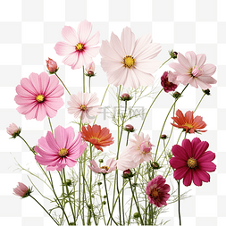 花园里盛开的美丽波斯菊花
