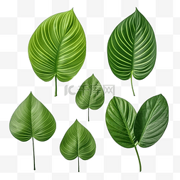 手绘画植物绿色图片_一组具有绿色和纹理的热带叶子