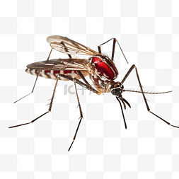 疾病蚊子图片_埃及伊蚊