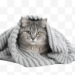 可爱的猫与毯子