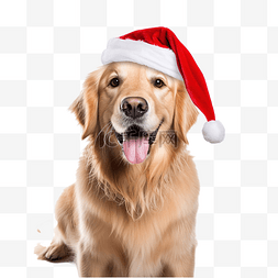 驱逐猎犬图片_圣诞节戴着圣诞老人帽子的金毛猎