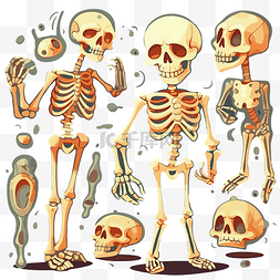 人体器官骨图片_骨头剪贴画 一组骷髅矢量插图卡