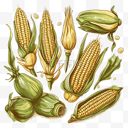 玉米剪贴画复古手绘插图与玉米在