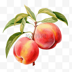 桃子汁图片_桃子水果水彩插图
