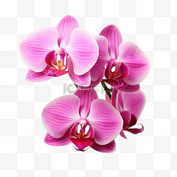 紫色蝴蝶群图片_用剪切路径隔离的粉红色蝴蝶兰花
