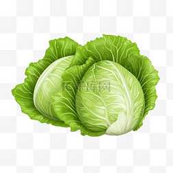 卷心菜白菜图片_新鲜青白菜插画饮食蔬菜元素