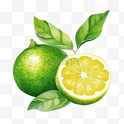 绿色柠檬片图片_绿色柠檬插画彩色绘画