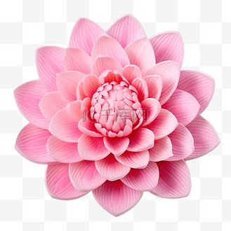 单个美丽的粉红色睡莲或莲花佛花的顶视图与 png 文件格式的剪切路径