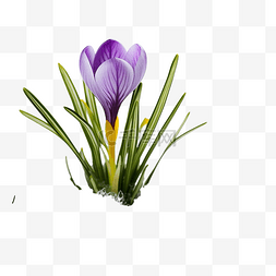 雪森林图片_番红花花春天第一个紫色藏红花与