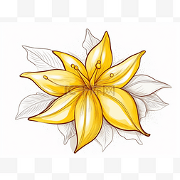 一朵黄色百合花的手绘插图