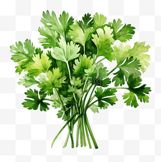 卡通个人vip和企业vip免费下载免抠元素香菜水彩剪贴画个人vip和企业