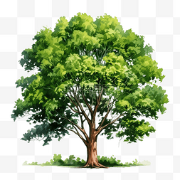 麦田绿油油图片_具有孤立背景的树绿树油数字油漆