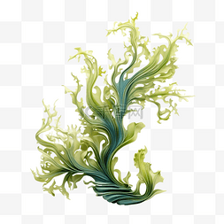 3d 海藻图